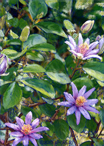Starflowers with Fairy Faces