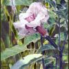 Angel's Trumpet Fairy Watercolor painting of a garden fairy landing on an angel's trumpet flower from "my Garden is Magic"
